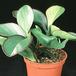 Peperomia -red margin- 1864