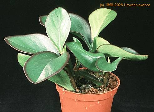 Peperomia -red margin- 1864