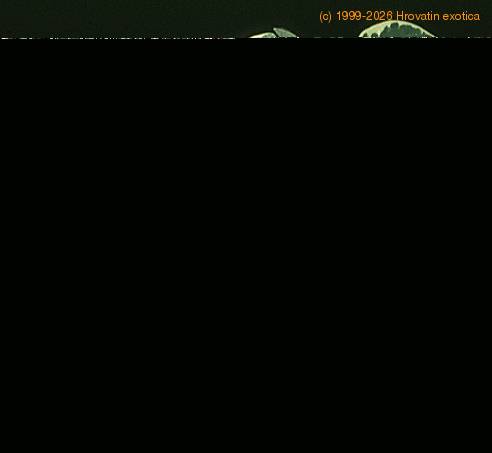 Peperomia -Usa- 1865