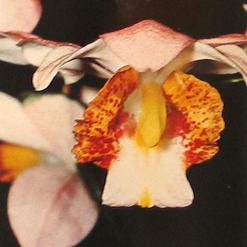 Phaius species