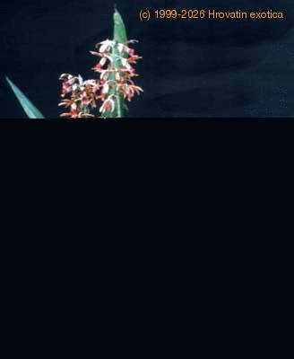 Phaius tankervilleae 1776