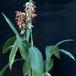 Phaius tankervilleae 1776