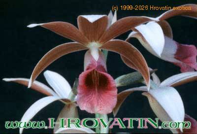 Phaius tankervilleae flower 1777