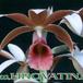Phaius tankervilleae flower 1777