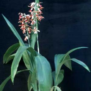 Phaius tankervilleae