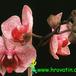 Phalaenopsis hybrid flower 1830