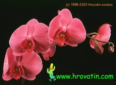 Phalaenopsis hybrid flower 1832