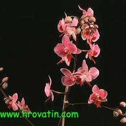 Phalaenopsis hybrid
