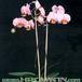 Phalaenopsis sp  1788