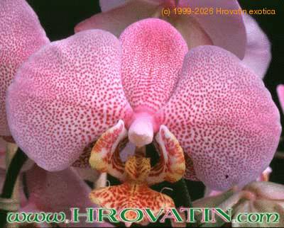 Phalaenopsis sp flower 1789