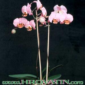 Phalaenopsis sp.