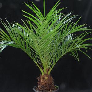 Phoenix roebelenii