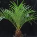 Phoenix roebelenii-SIb