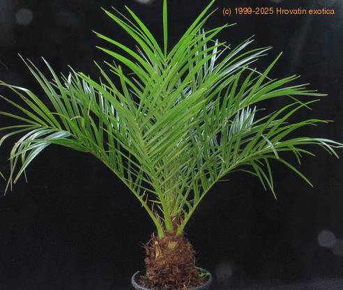 Phoenix roebelenii-SIb