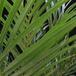 Phoenix roebelenii-SIl