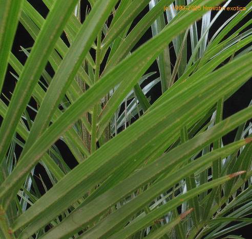Phoenix roebelenii-SIl