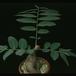 Phyllanthus mirabilis 1604