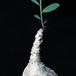 Phyllanthus mirabilis 1606