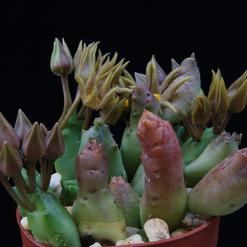 Piaranthus cornutus