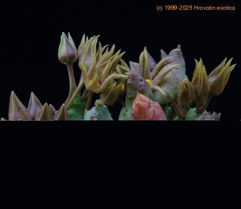 Piaranthus cornutus SIb