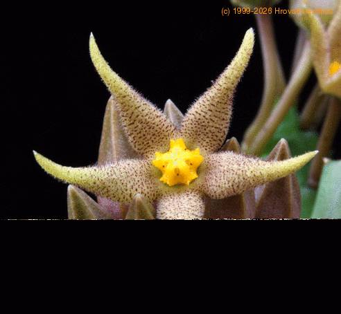 Piaranthus cornutus SIf