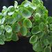 Pilea