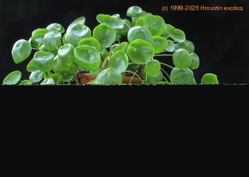Pilea peperomioides 1