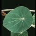 Pilea peperomioides 1676 list