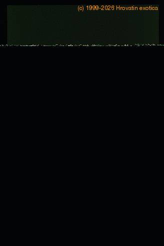 Pilea peperomioides 1676 list