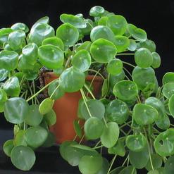 Pilea peperomioides