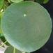 Pilea peperomioides SIl