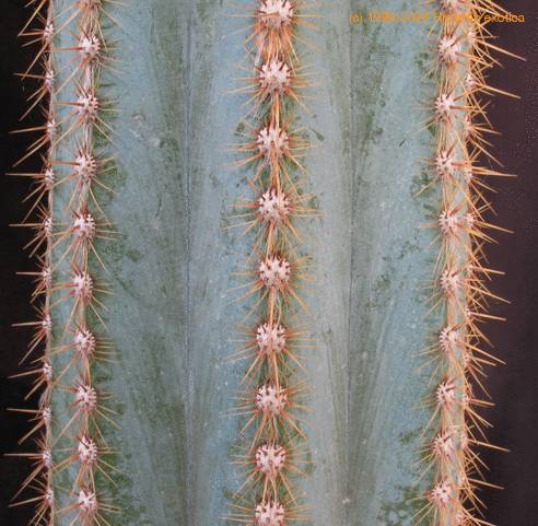 Pilosocereus azureus SIt