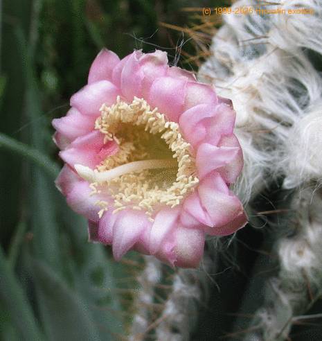 Pilosocereus palmeri 3