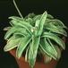 Pinguicula 1693