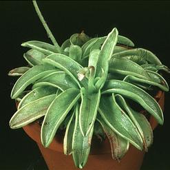 Pinguicula primuliflora