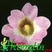 Pinguicula primuliflora thorn 1695