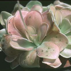 Pinguicula 'weser'