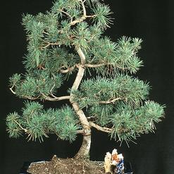 Pinus