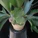Platycerium bifurcatum  1