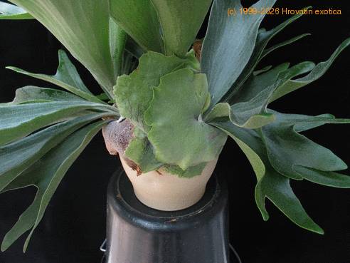 Platycerium bifurcatum  1