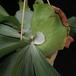 Platycerium bifurcatum  2