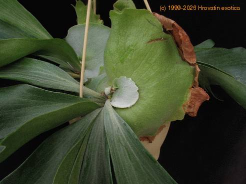 Platycerium bifurcatum  2