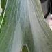 Platycerium bifurcatum  3
