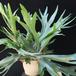 Platycerium bifurcatum  4