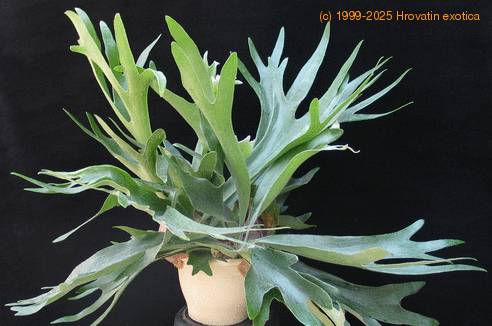 Platycerium bifurcatum  4
