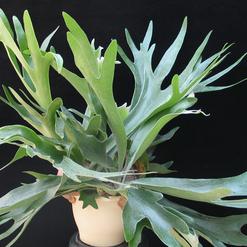 Platycerium  bifurcatum