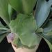 Platycerium bifurcatum1 SIl