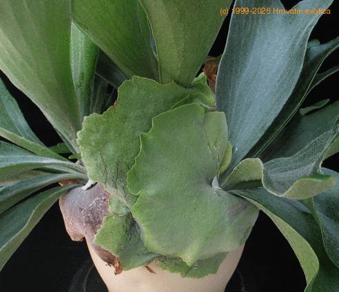 Platycerium bifurcatum1 SIl