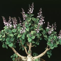 Plectranthus caninus