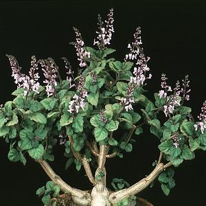 Plectranthus caninus